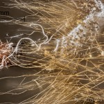 Dicallomera fascelina - Štetinavec ďatelinový 09-53-57vs