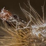 Dicallomera fascelina - Štetinavec ďatelinový 23-02-26vs