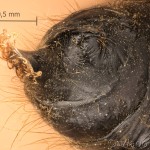 Euproctis chrysorrhoea - Mníška zlatorítka 11-47-02vs