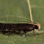 Aroga flavicomella - Psota trnková 19-39-14