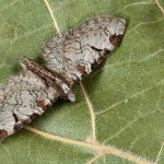 Eupithecia insigniata - Kvetnatka ovocná 16-59-32