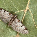 Eupithecia insigniata - Kvetnatka ovocná 17-00-40