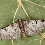 Eupithecia insigniata - Kvetnatka ovocná 17-02-24