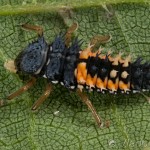 Harmonia axyridis - Lienka východná 22-01-08