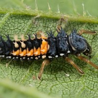 Harmonia axyridis - Lienka východná 22-09-12