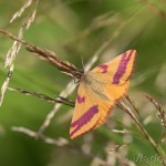 Lythria cruentaria -Piadivka menšia IMG_3346