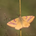 Lythria cruentaria -Piadivka menšia IMG_3367