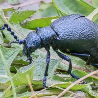 Meloe violaceus - Májka fialová 19-44-33