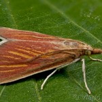 Nascia cilialis - Vijačka maricová 16-53-57