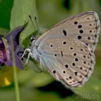 Phengaris arion - Modráčik čiernoškvrnný 19-34-10