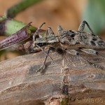 Rhagium inquisitor - Fúzač kôrový 19-30-15