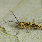 Saperda scalaris scalaris - Fúzač mramorovaný 22-10-26