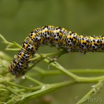 Cucullia tanaceti - Mora vratičová 20-06-47v