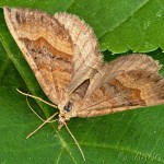 Scotopteryx chenopodiata - Piadivka stoklasová 18-28-08