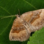 Scotopteryx chenopodiata - Piadivka stoklasová 18-33-08