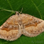 Scotopteryx chenopodiata - Piadivka stoklasová 18-36-41