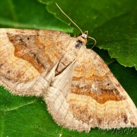 Scotopteryx chenopodiata - Piadivka stoklasová 18-42-18