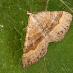 Scotopteryx chenopodiata - Piadivka stoklasová 23-15-20