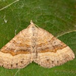 Scotopteryx chenopodiata - Piadivka stoklasová 23-18-12