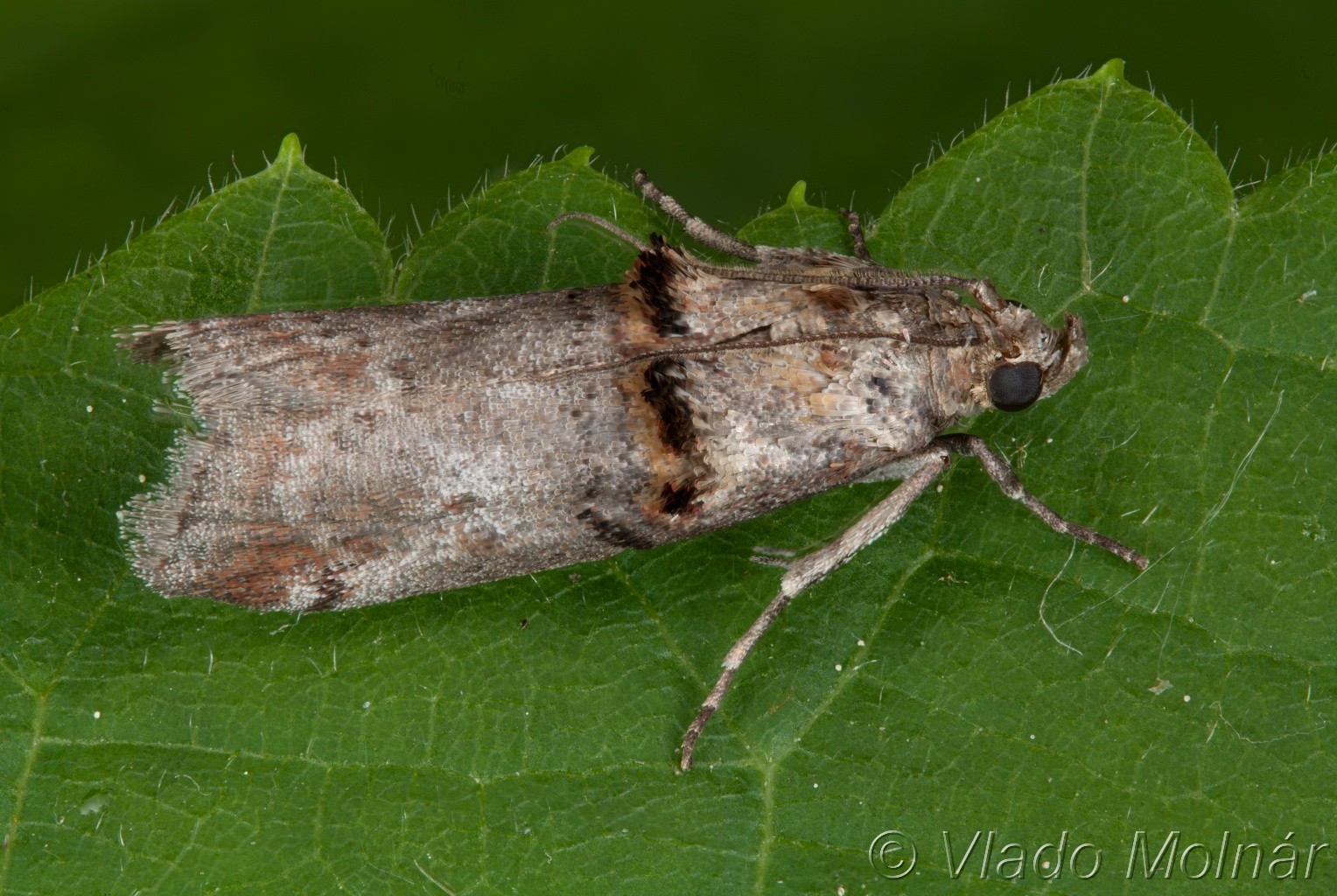 Trachonitis cristella - Vijačka bršlenová 20-06-03