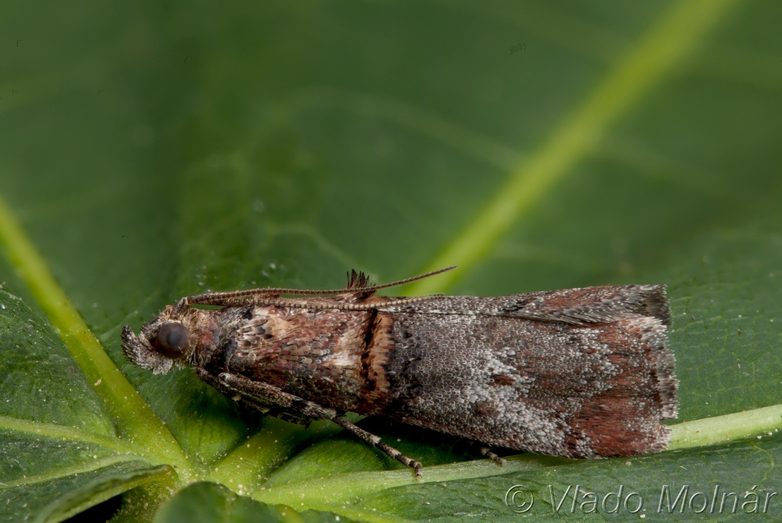 Trachonitis cristella - Vijačka bršlenová 21-12-01