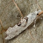 Ypsolopha asperella - Molička jabloňová 15-47-31