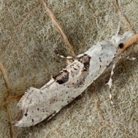 Ypsolopha asperella - Molička jabloňová 15-47-31