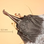 Endromis versicolora - Strakáč brezový 09-01-27vs