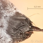 Endromis versicolora - Strakáč brezový 09-51-41vs
