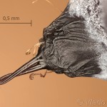 Endromis versicolora - Strakáč brezový 14-10-43vs