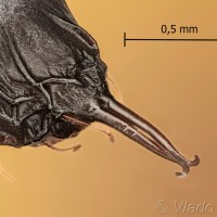 Endromis versicolora - Strakáč brezový 14-49-19vs