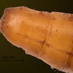 Limnaecia phragmitella - Zdobníček pálkový 12-33-30vs