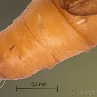 Limnaecia phragmitella - Zdobníček pálkový 12-53-57vs