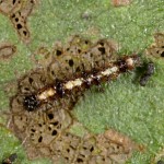Acronicta psi - Mramorovka trnková 22-46-16