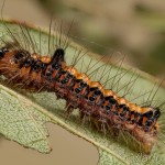 Acronicta psi - Mramorovka trnková 22-49-02