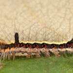 Acronicta psi - Mramorovka trnková 22-50-04