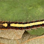 Acronicta psi - Mramorovka trnková 22-51-13