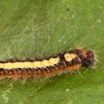 Acronicta psi - Mramorovka trnková 22-52-41