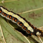 Acronicta psi - Mramorovka trnková 22-54-26
