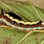 Acronicta psi - Mramorovka trnková 22-55-52