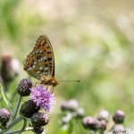 Argynnis adippe - Perlovec fialkový IMG_6457