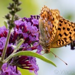 Argynnis adippe - Perlovec fialkový IMG_8024