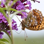 Argynnis adippe - Perlovec fialkový IMG_8028