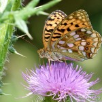 Argynnis adippe - Perlovec fialkový IMG_8113