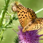 Argynnis adippe - Perlovec fialkový IMG_8117