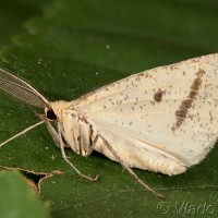 Aspitates gilvaria - Piadivka stepnáv 23-44-25