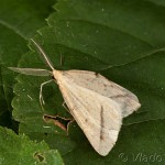 Aspitates gilvaria - Piadivka stepnáv 23-45-50