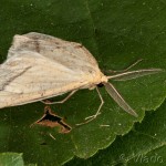 Aspitates gilvaria - Piadivka stepnáv 23-47-44