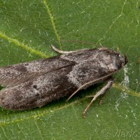 Blastobasis glandulella 00-03-13