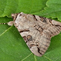 Catocala hymenaea - Stužkavec trnkový 12-04-17
